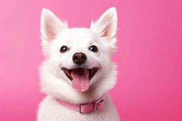 Happy white fluffy dog isolated on bright pink background. Banner with beautiful smiling pet. Pomeranian spitz breed. Space for text, copy space - obrazy, fototapety, plakaty