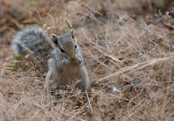 Squirrel eating seeds