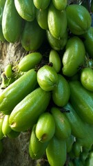 Oval Starfruits Hanging On The Tree