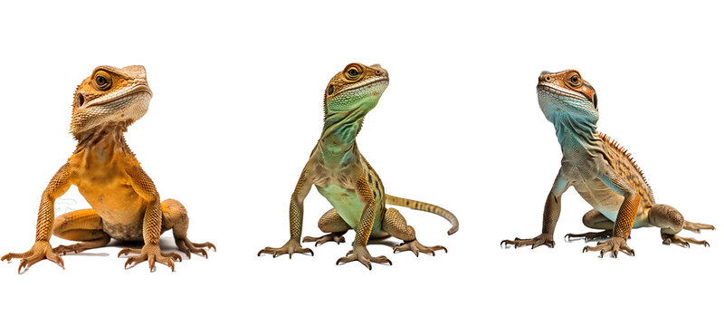 lizard lizard illustration green reptile, animal background, color skin lizard lizard