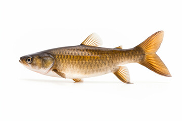 Obraz premium a fish with a long tail and a brown body