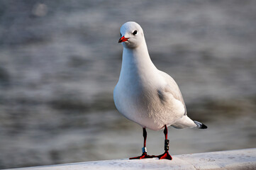 A Blackheaded Seagull in winter plumage