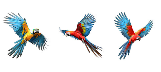 bird macaw parrot flying illustration wildlife animal, nature pet, tropical feather bird macaw parrot flying - obrazy, fototapety, plakaty