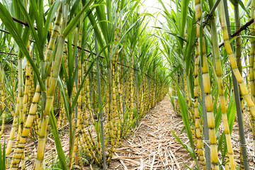 Obraz premium Ripe yellow Sugarcane is soon to be harvested in the farmland of Taiwan.
