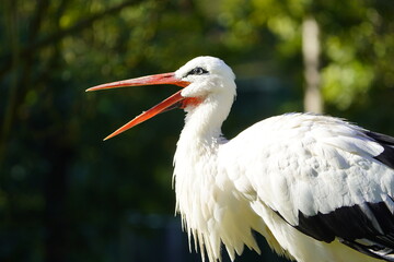 The White Stork (Ciconia ciconia) is a large wading bird in the stork family Ciconiidae. Wisentgehege Springe, Germany.