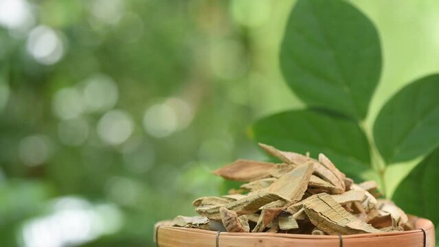 Oroxylum indicum or Broken bones tree peels on natural background.