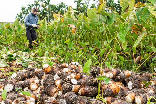 Freshly harvested taros are placed in the farmland of Pingtung, Taiwan.