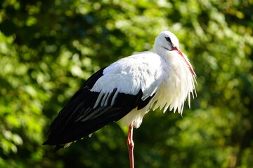 The White Stork (Ciconia ciconia) is a large wading bird in the stork family Ciconiidae. Wisentgehege Springe, Germany.