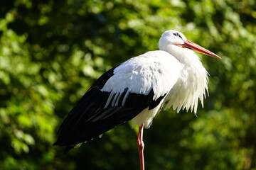 The White Stork (Ciconia ciconia) is a large wading bird in the stork family Ciconiidae. Wisentgehege Springe, Germany.