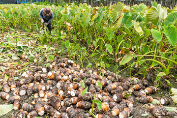 Obraz premium Freshly harvested taros are placed in the farmland of Pingtung, Taiwan.