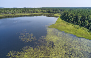 Aerial photo of forest boggy lake in the Karakansky pine forest near the shore of the Ob reservoir.