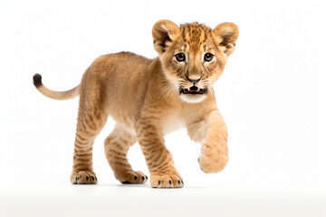 a small lion cub walking across a white surface