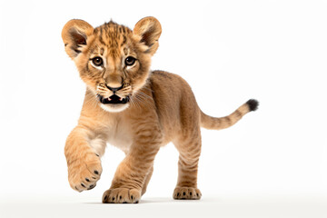 Obraz premium a lion cub running towards the camera