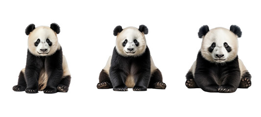 Fototapeta premium bear panda illustration black nature, wild baby, happy fur bear panda