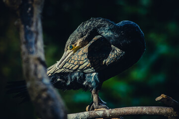Fototapeta premium Kormoran sitzt in Sonne auf Ast