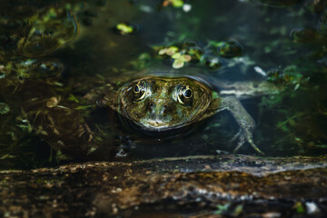 Nahaufnahme eines Frosch im Wasser