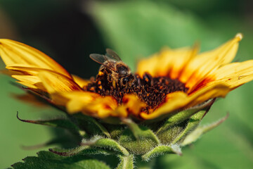 Biene im Inneren einer gelb-roten Sonnenblume am Pollen sammeln