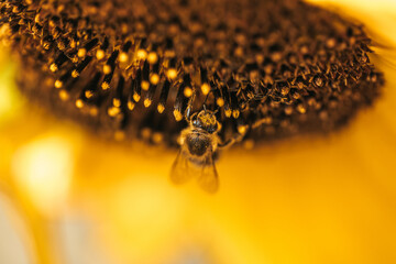 Biene im Inneren einer Sonnenblume