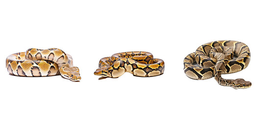 Fototapeta premium software python illustration data technology, development program, internet web software python