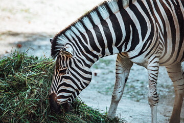 Zebra frisst getrocknetes Heu