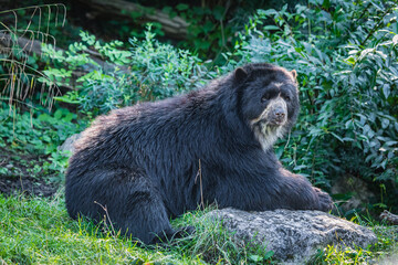 Brillenbär liegt auf Stein