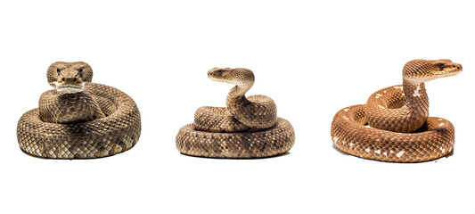 reptile rattlesnake illustration snake wildlife, venomous wild, poison rattle reptile rattlesnake