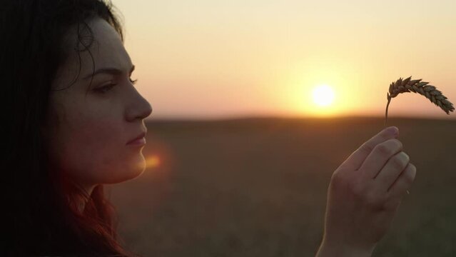 The concept of growing wheat in a field of a dinka holding an ear at sunset. High quality 4k footage