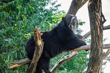 Brillenbär liegt in Baum