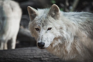 Obraz premium Portrait eines arktischen Wolfes