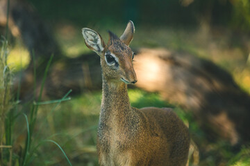 Süßes Kirk-Dikdik im Gras