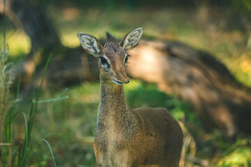 Süßes Kirk-Dikdik im Gras