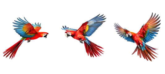 Fotobehang wild scarlet macaw parrot flying illustration animal wing, beautiful nature, color cute wild scarlet macaw parrot flying © sevector