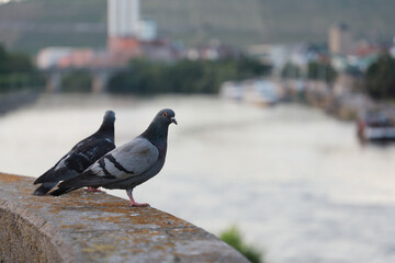 Tauben auf der Br&uuml;cke