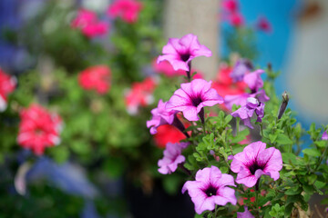 Fototapeta premium Colorful flowers in autumn garden