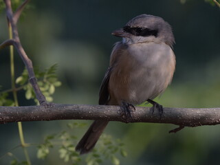Obraz premium Shrike sitting on moringa tree