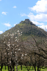 tree in the mountains