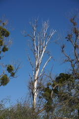 Dead tree within mistletoes in spring