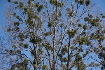 Mistletoes on old tree in spring