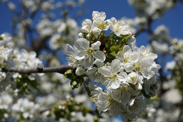 Beautiful cherry blossoms in spring