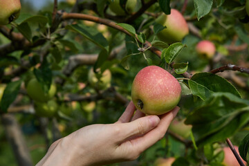 Woman's hand picking apple from a tree branch in orchard