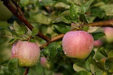 Ripe juicy apple fruits on a tree branch in orchard after rain