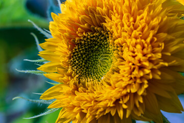 Decorative sunflower flower on a sunny summer day. Orange color sunflowers closeup in bloom in the garden. Bright colorful floral background on a nature