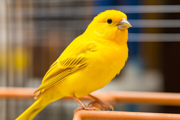 a yellow bird sitting on a perch in a cage - Powered by Adobe