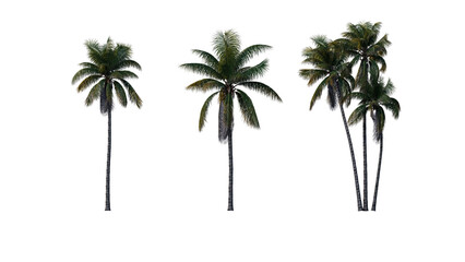 Fototapeta na wymiar Set of palm trees isolated on a transparent background