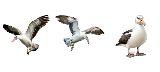 Fototapeta premium relax tross illustration travel bird, swimming day, background business relax tross