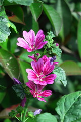 Obraz premium 気高く威厳に満ちた花