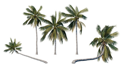 Obraz premium Set of palm trees isolated on a transparent background