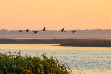 Kraniche zum Sonnenaufgang am Bodden vor Zingst.