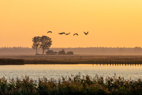 Kraniche zum Sonnenaufgang am Bodden vor Zingst.