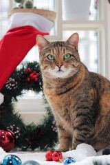Portrait of a Christmas cat. An adult cat with a serious muzzle, a Christmas wreath and a hat on the background